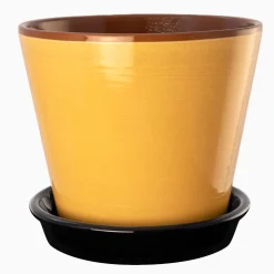 Blomkruka grön