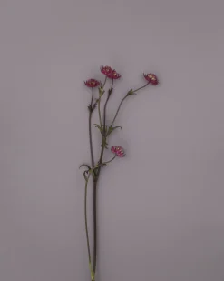 Väggfärg Auro Lavendel 1 liter